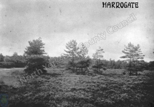 Harlow Moor, Harrogate